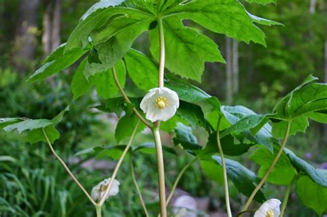 Podophyllum peltatum - mayapple native | Easy plants to grow, Apple ...