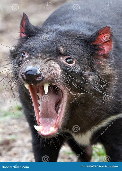 Tasmanian Wolf Mouth