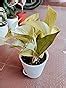 Ugaoo Indoor Plants for Home with Pot- Money Plant Golden, Jade Mini ...