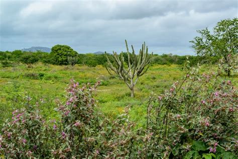 Caatinga Imagens – Download Grátis no Freepik