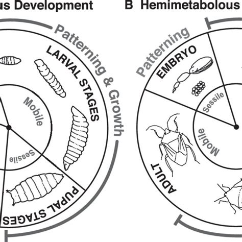 Insect Life Cycle 的图像结果