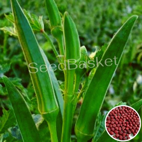 Buy Bhendi-Okra-hybrid Seeds online in India