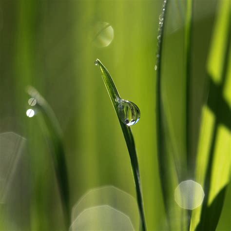 on the wet grass | jenny downing | Flickr