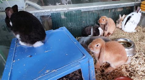 Noah's Ark, Auch: Information, Tickets and Reviews