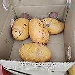 Fresh Mango, Neelam, 1 Kg (5-6 pcs) : Amazon.in: Grocery & Gourmet Foods