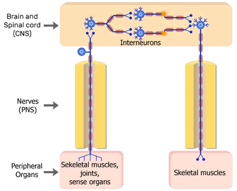 Image result for Somatic Nervous System Graphics