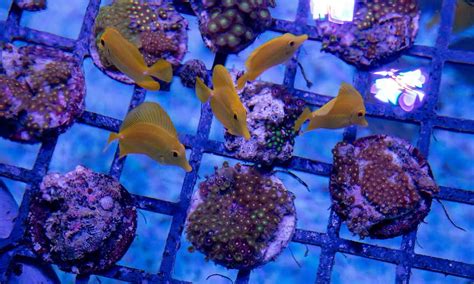 Unlikely wild animals are being smuggled tnto U.S. ports: Corals