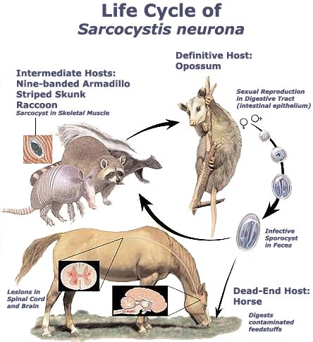 An Update On Sarcocystis Neurona Infections In Animals And, 59% OFF