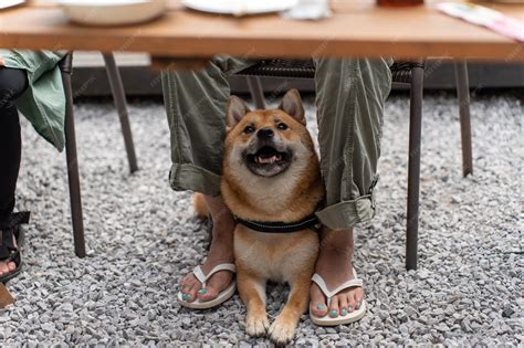 Premium Photo | Portrait of a korean jindo dog breed dog yawning and ...