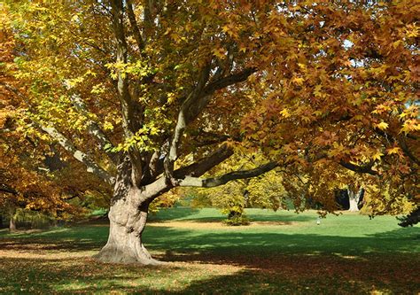 Image result for Sycamore Tree Usage