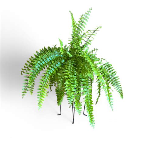 Macho Fern (Nephrolepis Biserrata) – Soiled