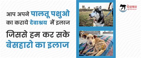 Devashraya Animal Hospital