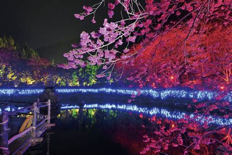 Here Are The Best Places to See Cherry Blossoms in Taiwan | KAYAK IN