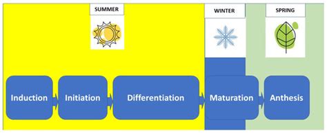 Factors Influencing the Formation, Development of Buds, and Flowering ...