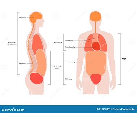 Body cavities poster stock vector. Illustration of compartment - 278138467