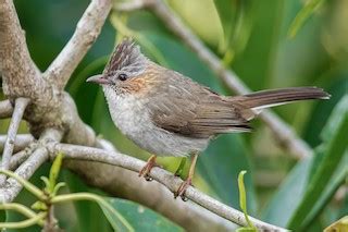 Striated Yuhina (Grey-crowned) - eBird