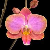 Orchid-tree | Premium Quality Orchids Plants Online India – Orchid-Tree