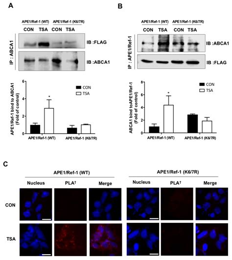 ATP Binding Cassette Transporter A1 is Involved in Extracellular ...