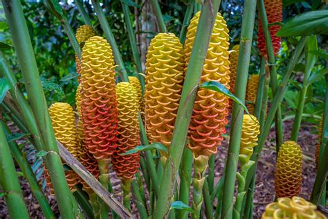 Image result for Beehive