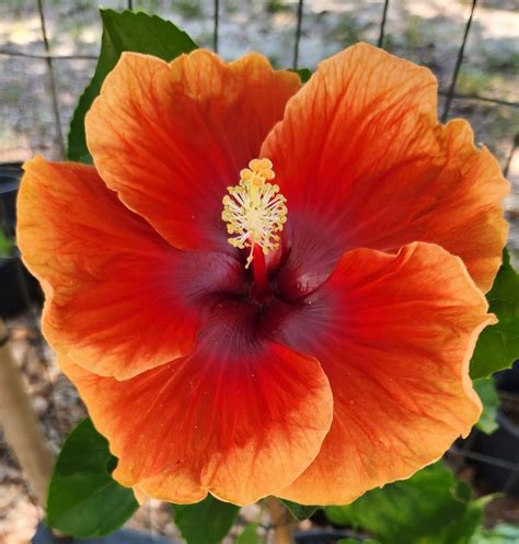 Emerald Coast Hibiscus Chapter - AHS monthly meeting, American Legion ...