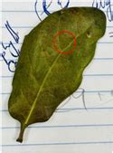 Beyond Color: Phenomic and Physiological Tomato Harvest Maturity ...