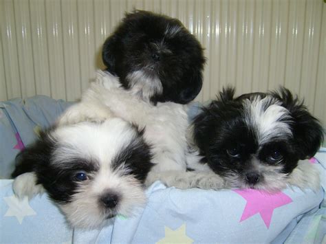 Shih Tzu Yorki Mix Rüden in Linda b.Weida | Tiere | Kleinanzeigen