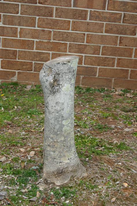 Holly – Pruning | Walter Reeves: The Georgia Gardener