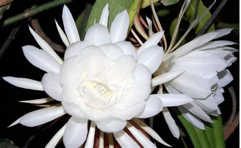 Cloud Farm Rare White Brahma Kamal/Night Queen Healthy plant Pack of 1 ...