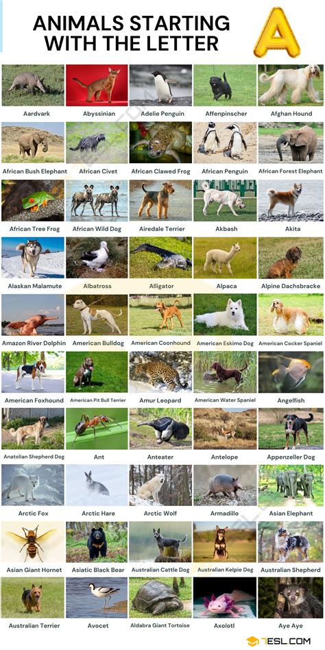 All Animals In The World A Z List