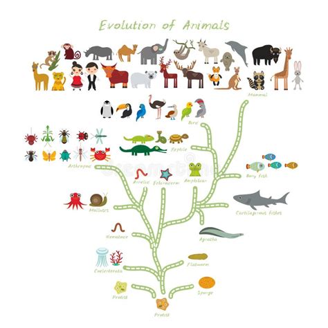 Image result for Animal Evolution Tree