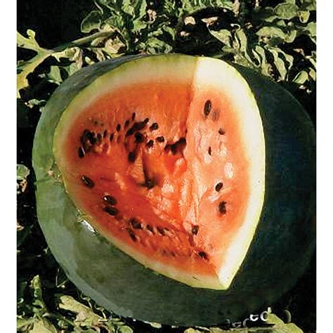 Watermelon – NE SEED