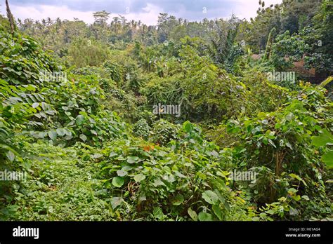 Image result for Eastern Java Bali Rain Forest