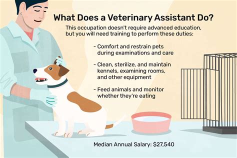 Veterinary Assistant Job Description: Salary, Skills, & More