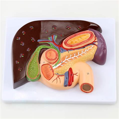Buy BNFD Teaching of Splenic Anatomical Model Medicine Duodenal ...