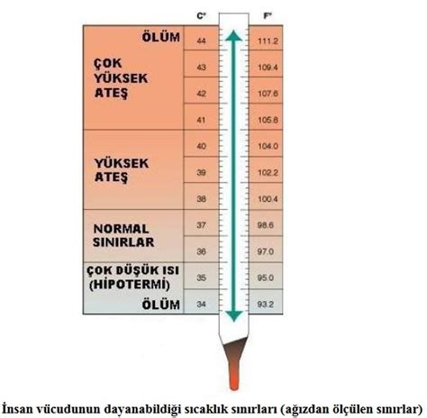 İnsan vücut sıcaklığı (Vücut ısısı)