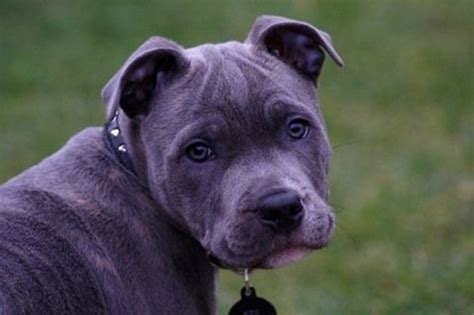 Image result for Extinct Dogs