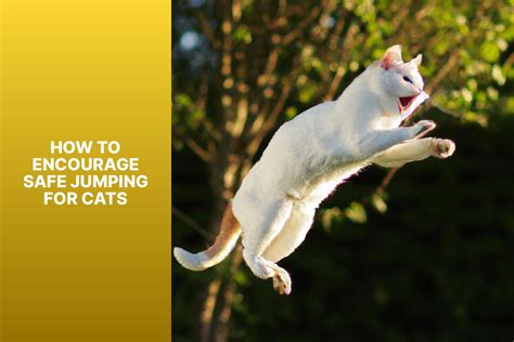 How High Can A Cat Jump From at Luke Earsman blog