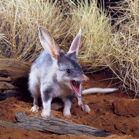 Saving Queensland’s threatened species | Department of Environment, Science and Innovation ...