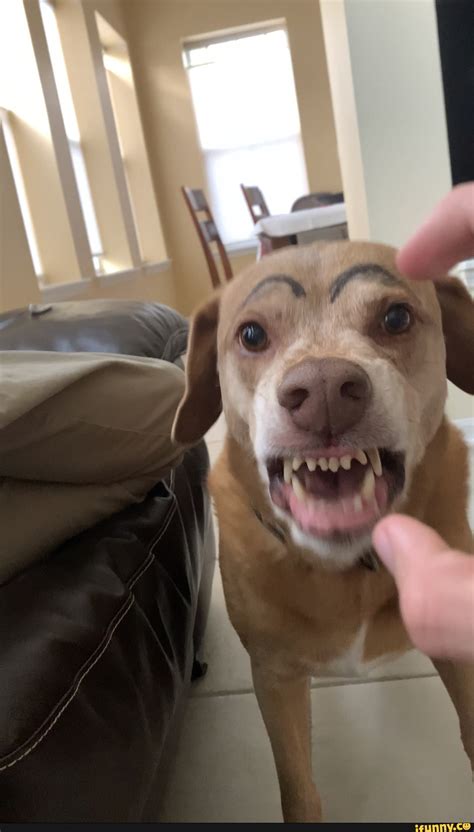 Funny Smiling Dogs Meme