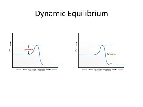 Image result for Example of Dynamic Equilibrium in Daily Life