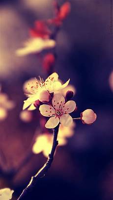 Beautiful Hd Wallpaper For Mobile by Mobile Wallpapers And Screensavers 63 Images Beautiful Hd Wallpaper For Mobile