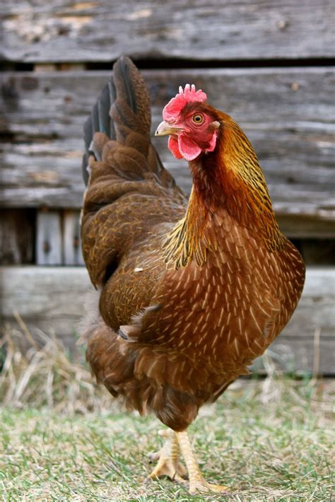 Gotland Sheep | Fancy chickens, Chicken pictures, Beautiful chickens