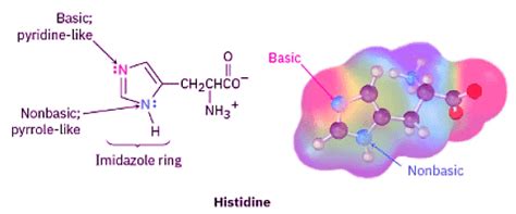 Structures of Amino Acids - Chemistry Optional Notes for UPSC PDF Download