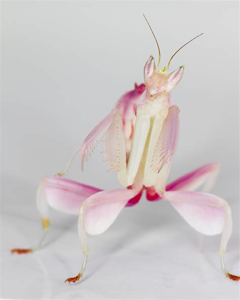 Pink Orchid Praying Mantis Pink Praying Mantis