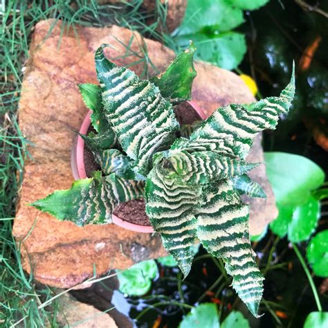 Cryptanthus Zonatus Viridis – Green Earth Star | myBageecha