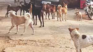 8-year-old dies after pack of stray dogs attack in Hyderabad's Neredmet ...