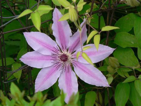40 Clematis Varieties for a Pretty Pop of Purple