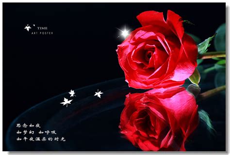 有关情人節, 愛, 玫瑰的免费素材图片