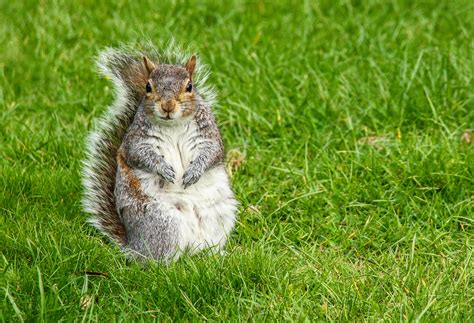 Image result for Apollo Pest Control