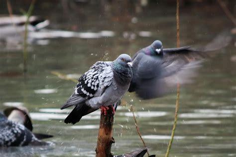 Image result for Free Motion Detection Software